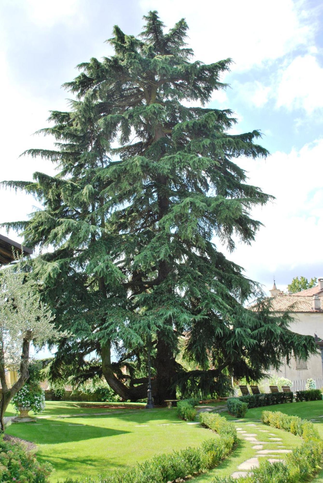 Hotel Villa Beccaris Monforte dʼAlba Extérieur photo